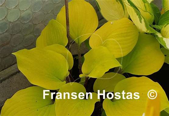 Hosta Hotshot